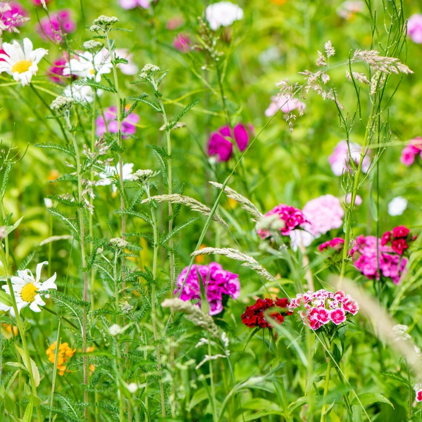 Attirez les insectes utiles pour plus de biodiversité Thumb
