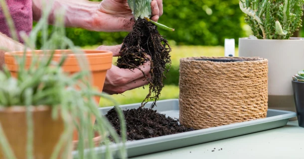 Voici comment prendre soin de vos cactus et plantes grasses Thumb