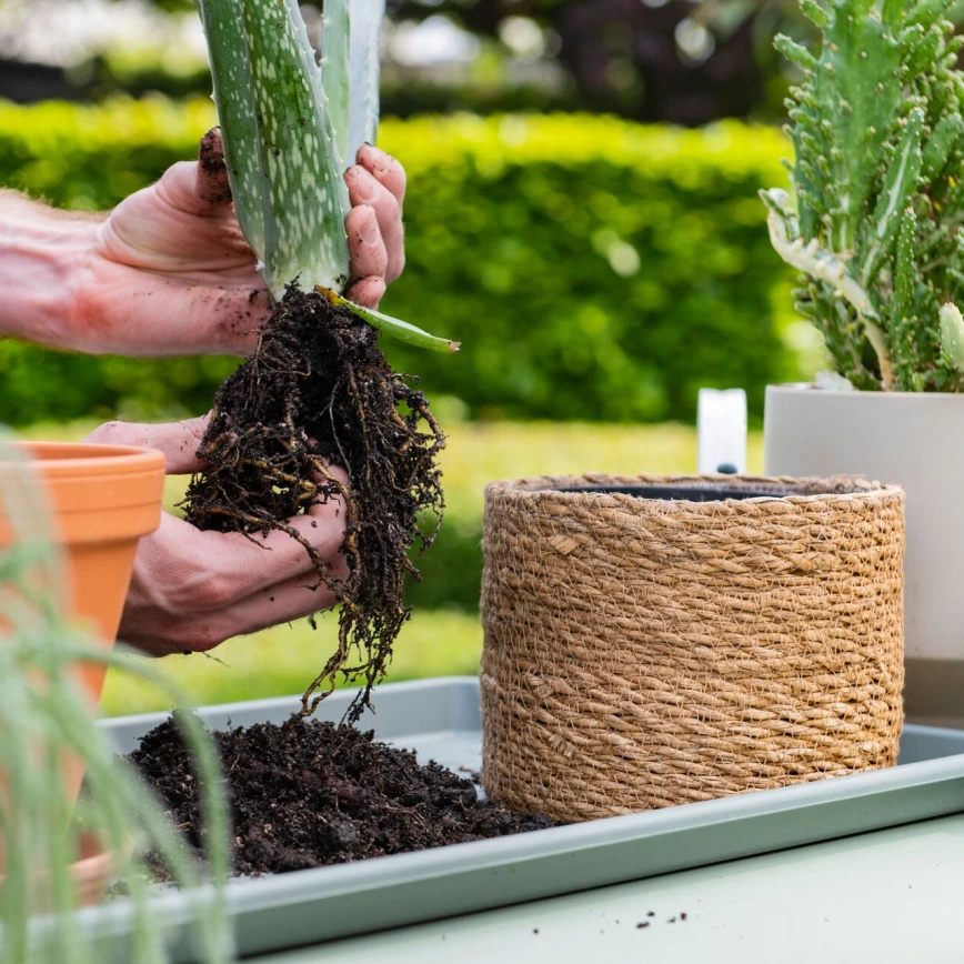 Voici comment prendre soin de vos cactus et plantes grasses Thumb