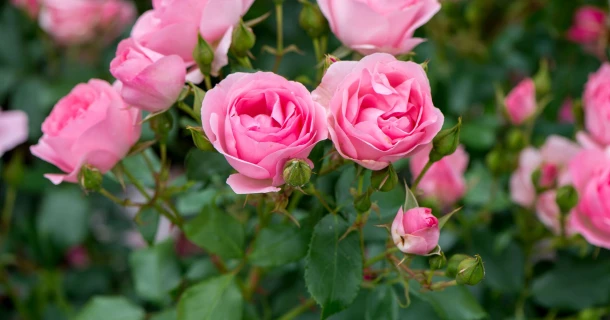 Planter des rosiers : voici comment obtenir un rosier qui donne des fleurs magnifiques Thumb
