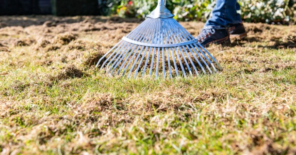 Scarifier la pelouse ... ou non? Thumb