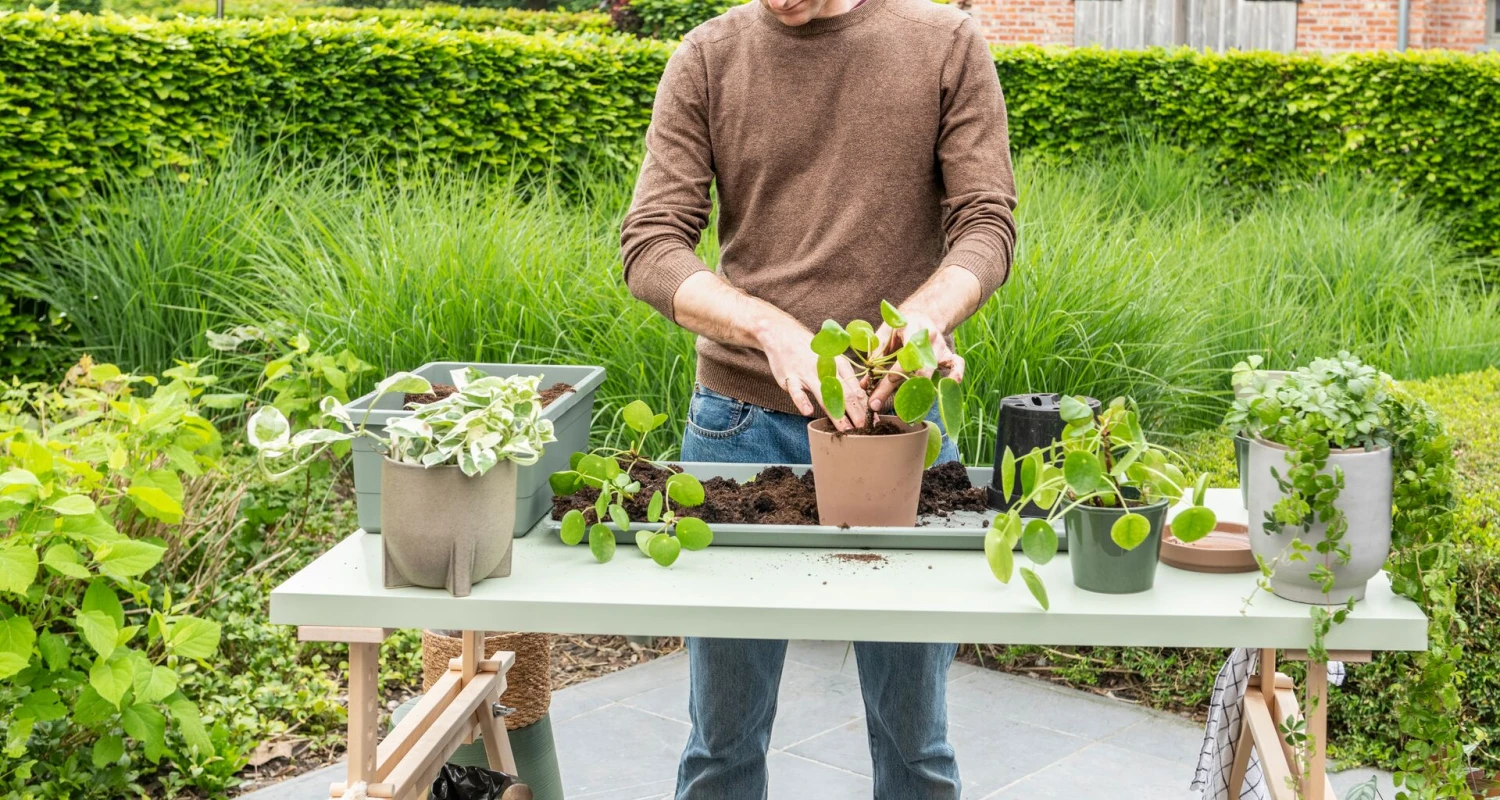 Les meilleurs soins pour vos plantes d’intérieur Thumb