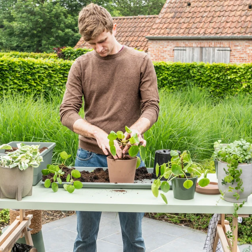 Les meilleurs soins pour vos plantes d’intérieur Thumb