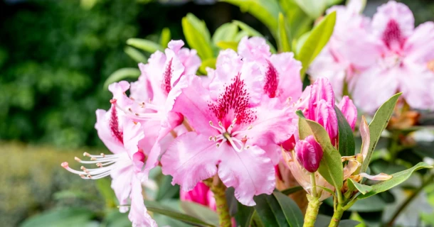L'engrais foliaire OLEGA® COMPLEX DCM : quoi et pourquoi ? Thumb