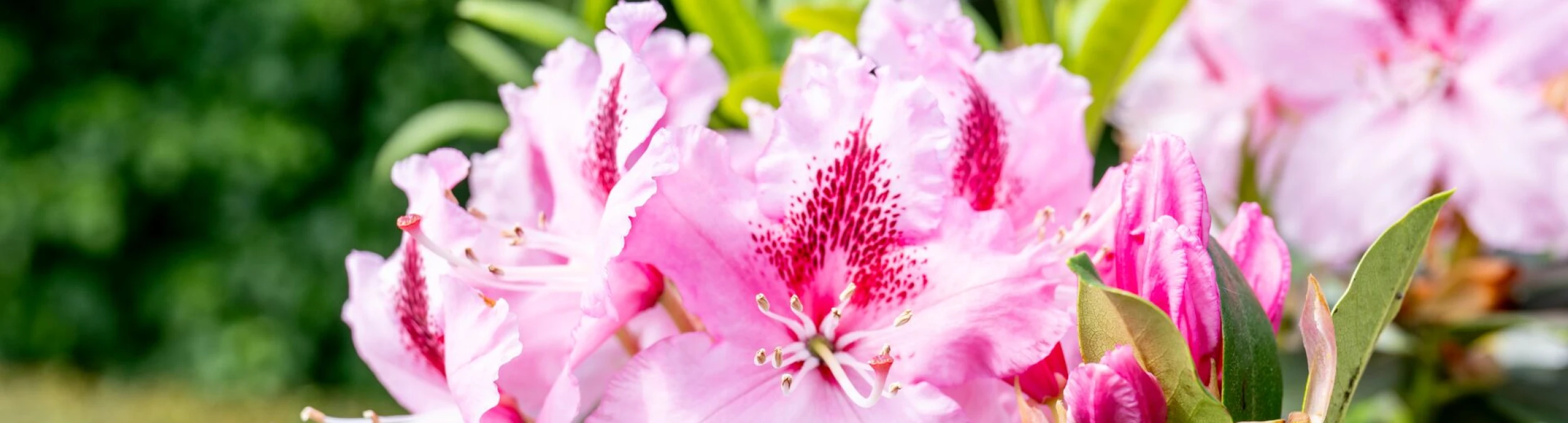 Header image alt