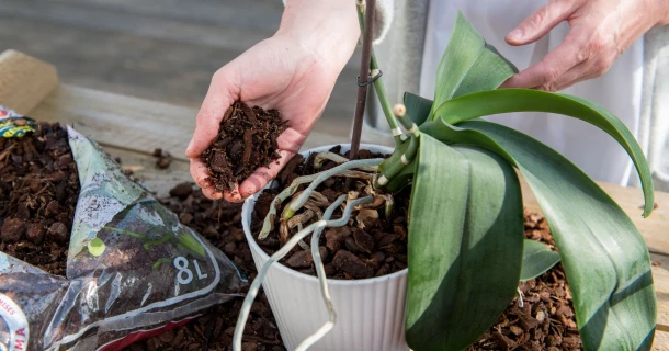 Rempoter et soigner les orchidées : conseils pour une floraison prolongée Thumb