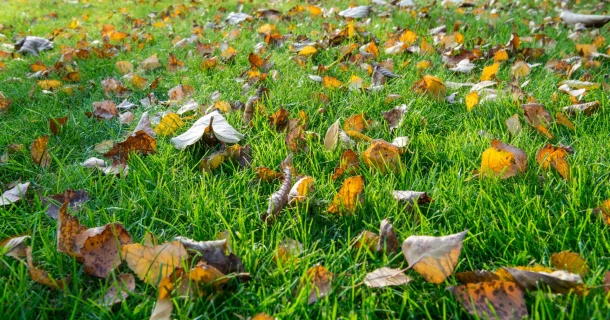 La fertilisation d’automne renforce votre gazon pour l’hiver Thumb