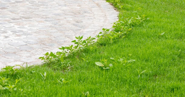 Mauvaises herbes dans votre gazon ? Thumb