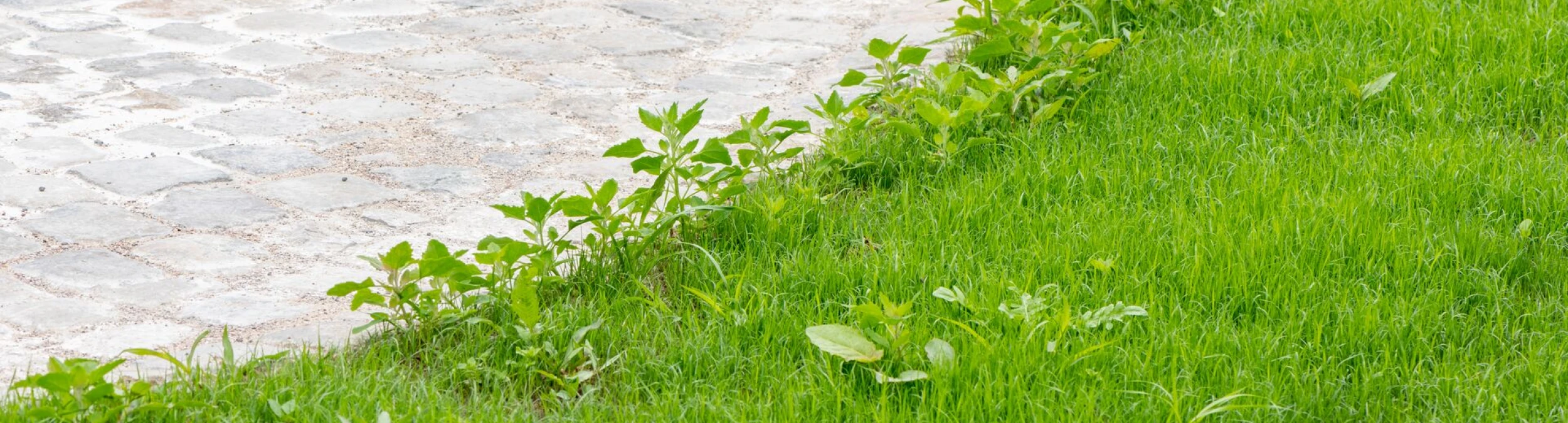 Header image alt