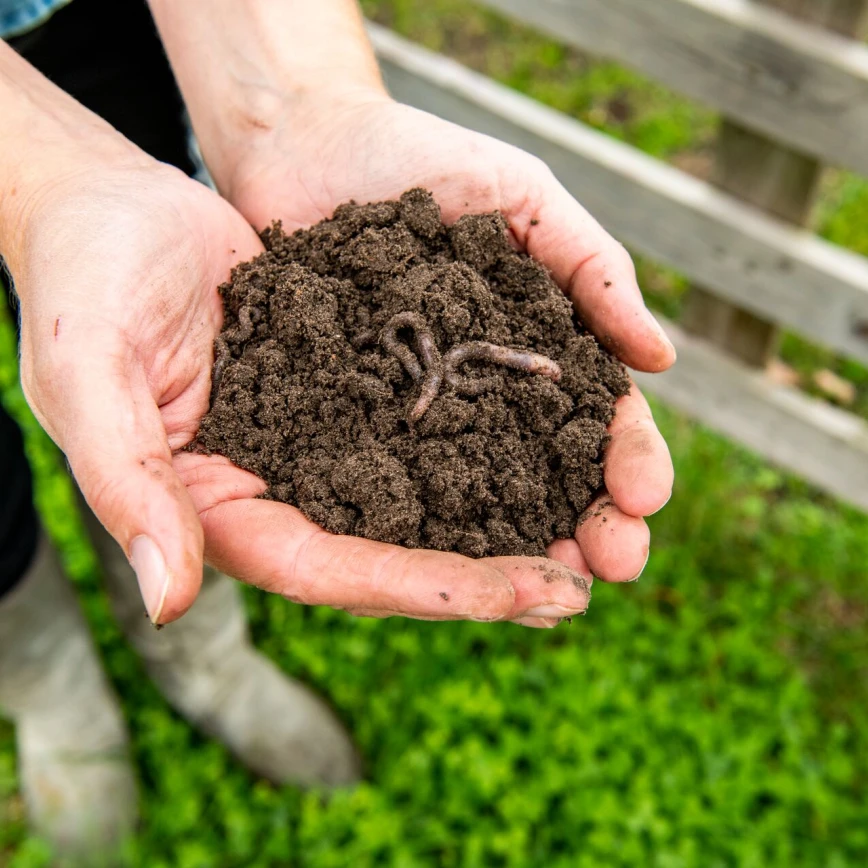 Améliorer le sol pour vos plantes : indispensable ou superflu ? Thumb