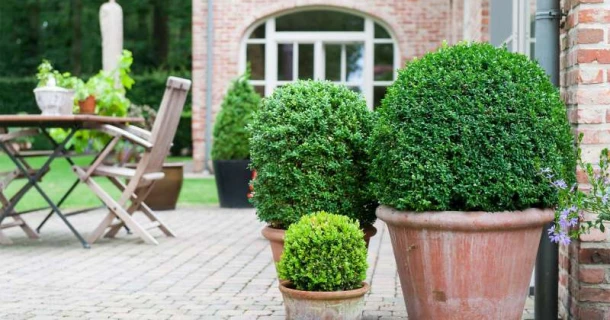 Planter le buis en pots Thumb