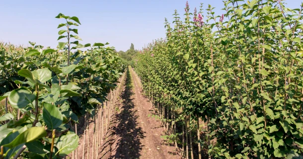 DCM MIX 5 en MINIGRAN® TECHNOLOGY - Pour une fertilisation ciblée et efficace en pépinières Thumb