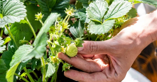 Cultiver vos propres fraises ? Voici comment les planter et les entretenir. Thumb