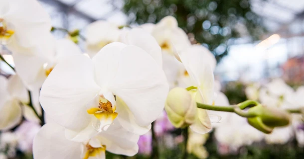 Voor elke orchidee een ideale potgrond Thumb