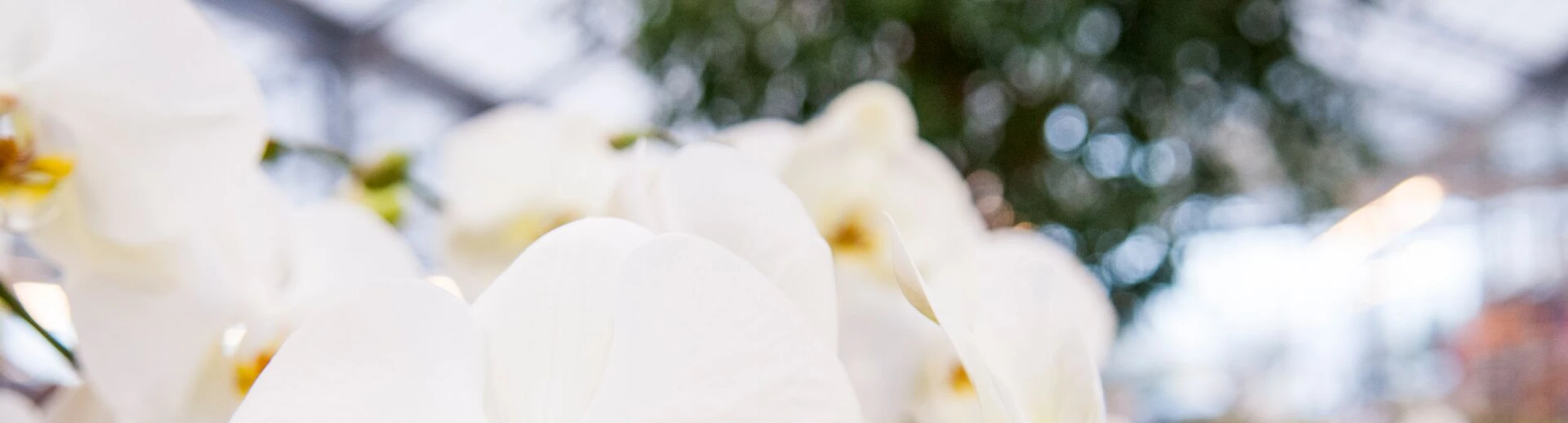 Header image alt