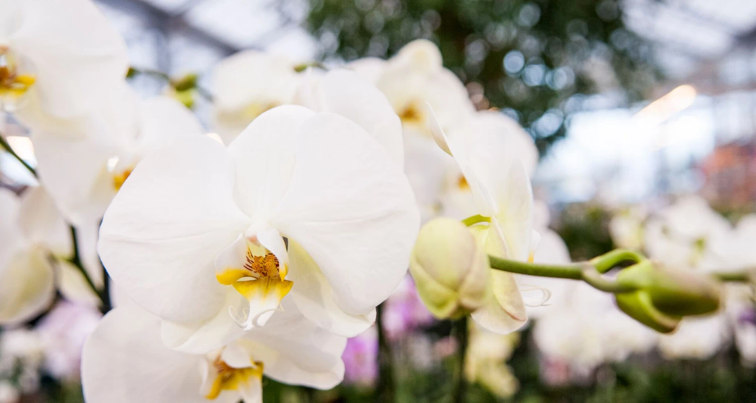 Voor elke orchidee een ideale potgrond Thumb