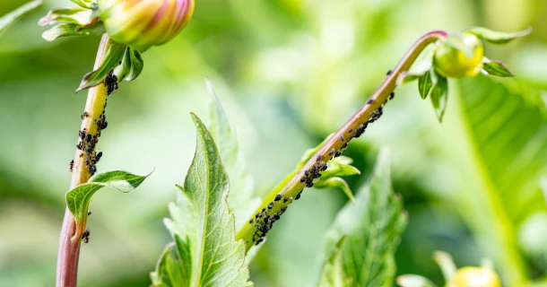 Bladluizen op je rozen en sierplanten bestrijden Thumb
