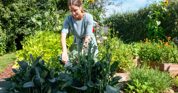 Een goed moestuinplan, het geheim achter sterke planten en gezonde groenten! Thumb