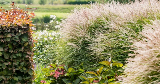Siergrassen: zo kies en plant je ze Thumb