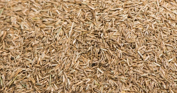 DCM ACTIVO® Het juiste graszaad voor de juiste grasmat Thumb