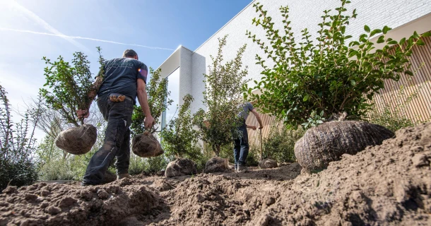 DCM VIVIMUS® professioneel advies voor het aanplanten van hagen Thumb