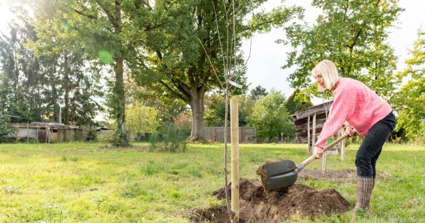 Bomen en fruitbomen planten: wanneer en hoe? Thumb