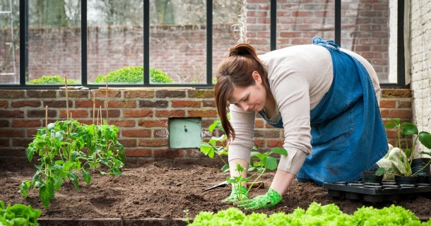Gezonde serreplanten in een propere serre Thumb