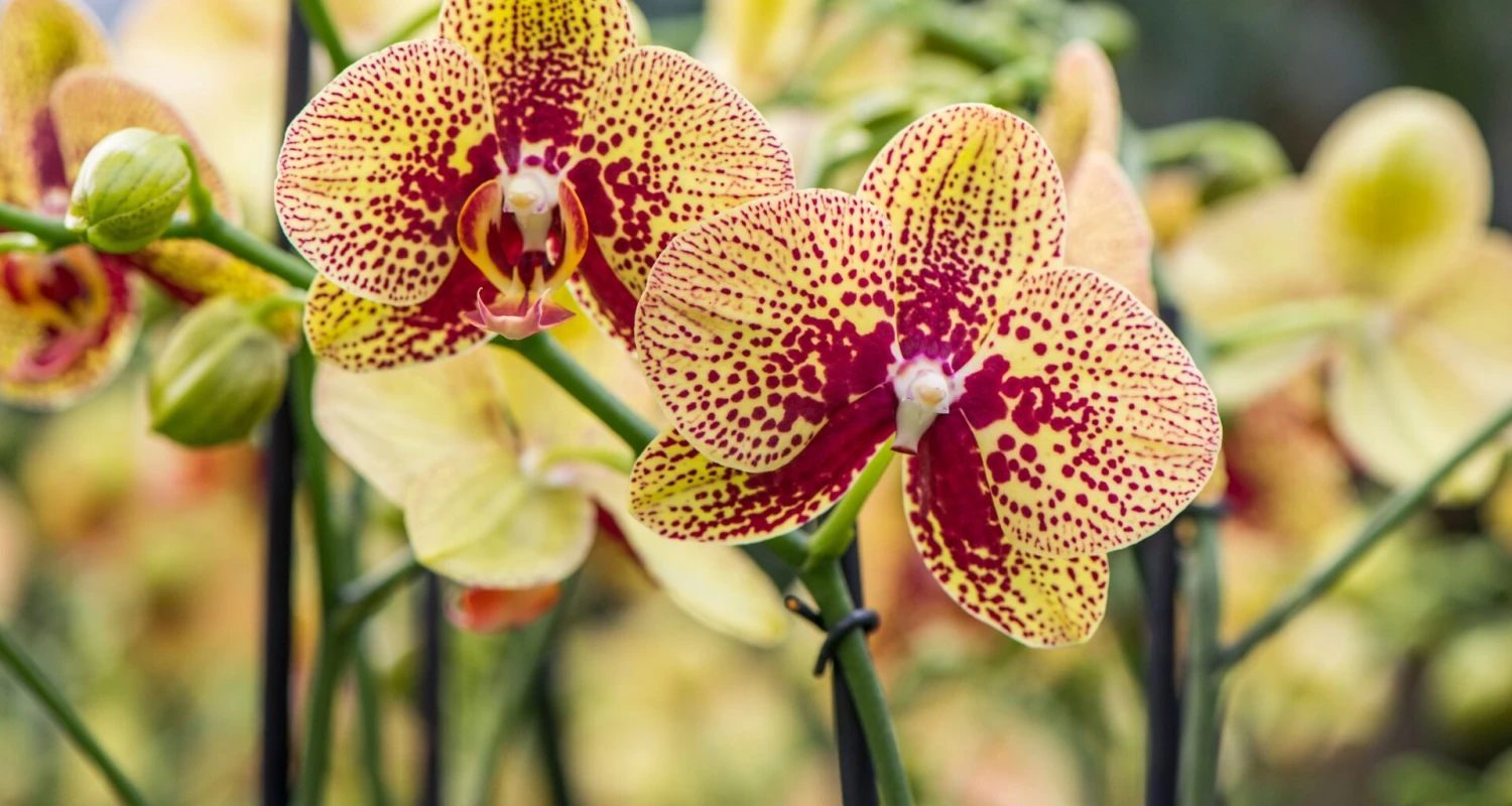 De juiste verzorging voor je orchidee! Thumb