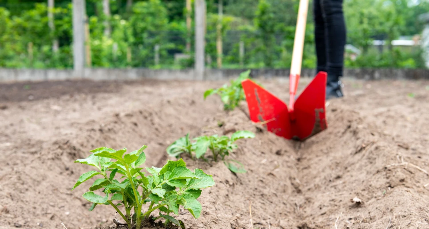 Aardappelen planten, aanaarden en bemesten in de moestuin Thumb