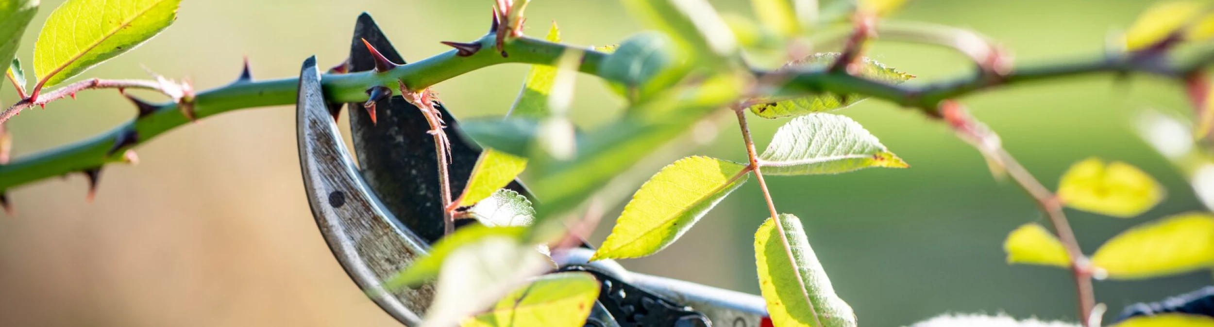 Header image alt