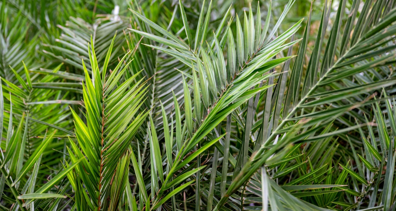De beste verzorging voor je palm, binnen en buiten Thumb
