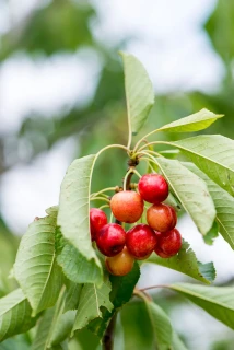 Gaatjes in de bladeren van je prunus? Thumb