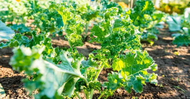 Kolen planten en knolvoet voorkomen Thumb