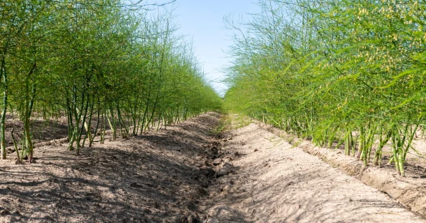 Hoger suiker,- calcium-, en magnesiumgehalte in aspergewortels na gebruik DCM NK-MIX Thumb