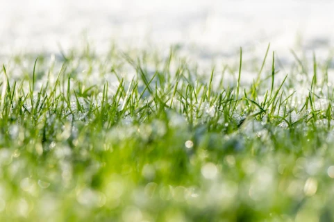 Vorst op komst? Bescherm je planten Thumb