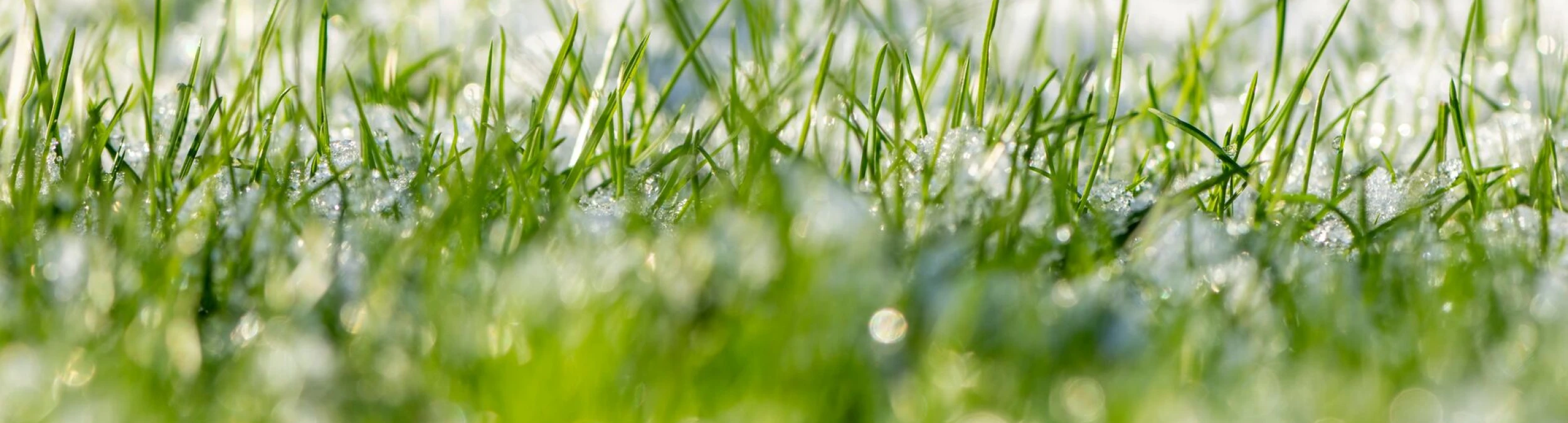 Header image alt