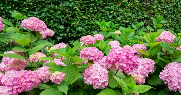 Hortensia’s verzorgen en bemesten: zo laat je ze stralen Thumb