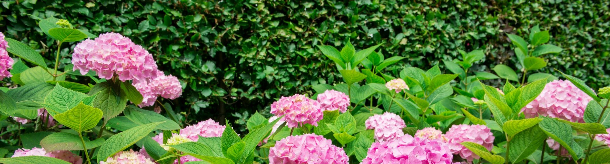 Header image alt