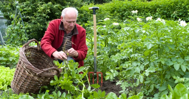 Laat ritnaalden je aardappeloogst niet vernielen Thumb