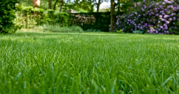 DCM RIPARO® Graszaadmengsel voor herstel en doorzaai Thumb