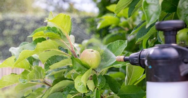 Voorkom schimmels op je planten, met spuitzwavel Thumb