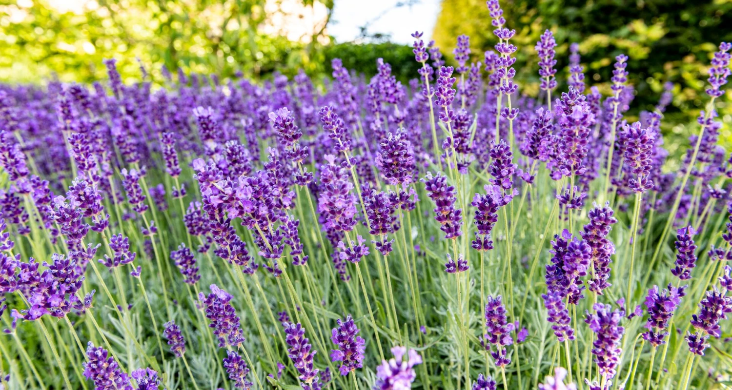Lavendel planten, snoeien en verzorgen als een pro Thumb