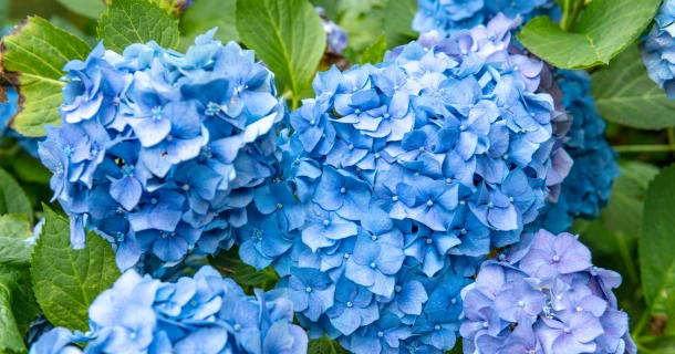 DCM ALUIN voor diepblauwe hortensias Thumb