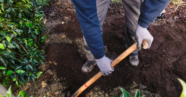 DCM VIVIMUS® voor een geslaagde aanplant Thumb
