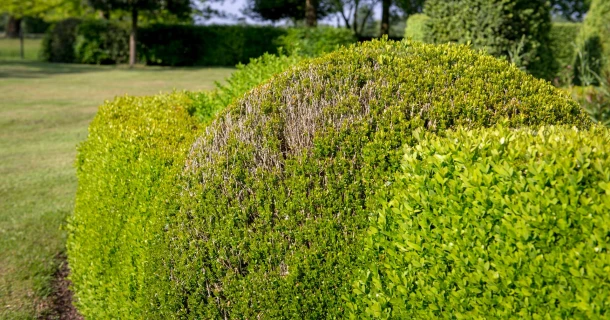 Buxusschimmel voorkomen op een natuurlijke manier Thumb