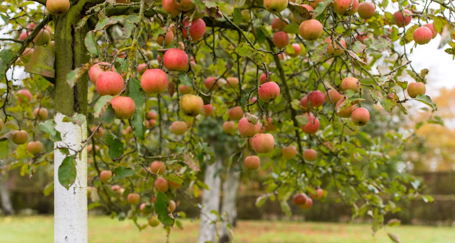 Hoe fruitbomen bemesten, verzorgen en snoeien? Thumb