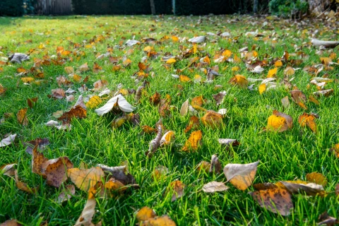 Gazonmeststof voor het najaar stuurt je gazon sterk de winter in Thumb