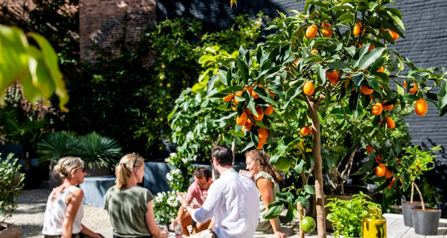 Hoe verzorg je olijven, vijgen en citrusbomen op je terras? Thumb