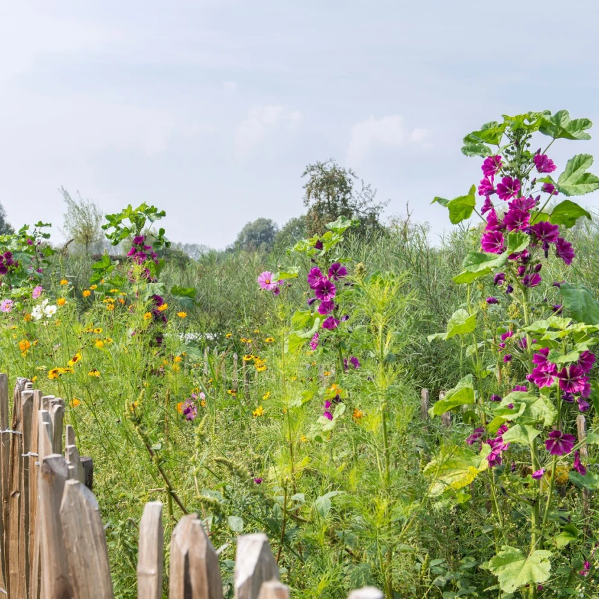 Trek nuttige insecten aan door bloemen te zaaien Thumb