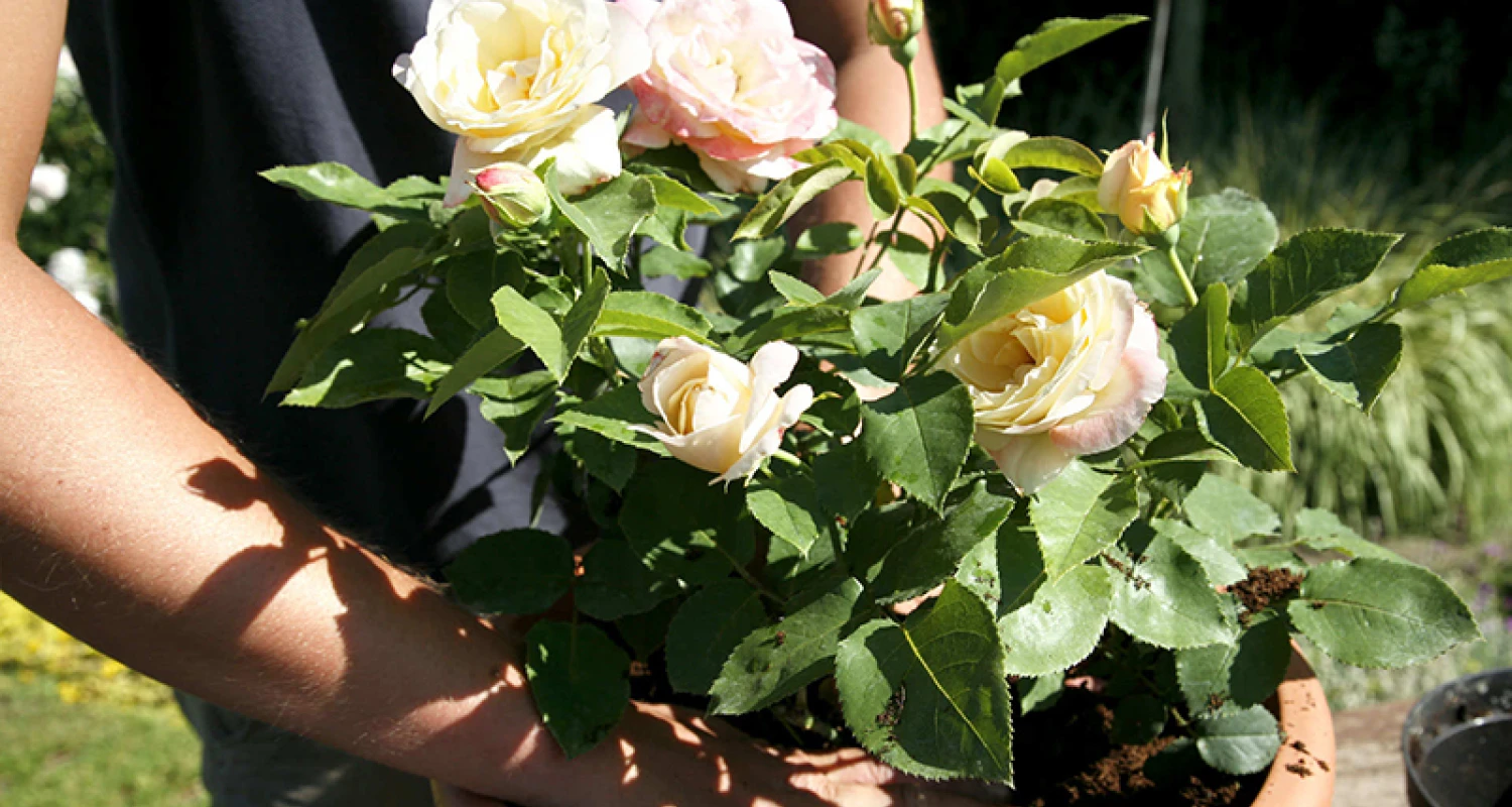 Rozen planten in potten Thumb